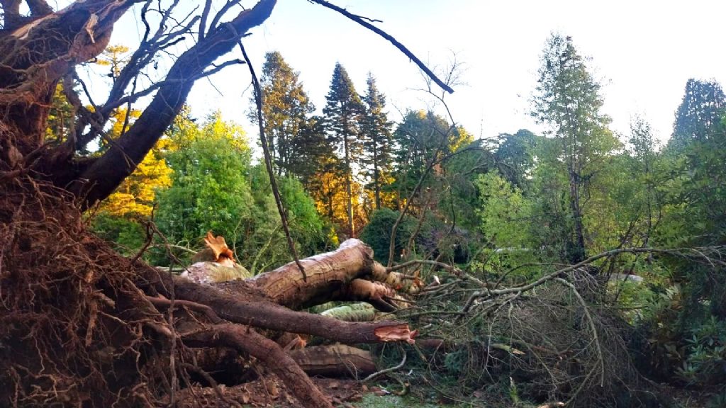 Responding to and Recovering from Storm Éowyn