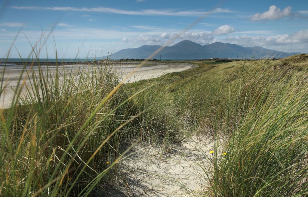 Planning Committee Gives Green Light for New Boardwalk Access at Tyrella Beach
