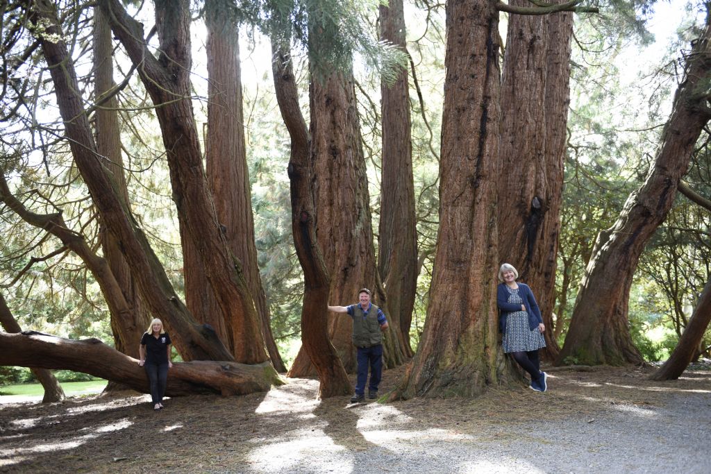 Castlewellan’s Giant Redwood is Northern Ireland Tree of the Year