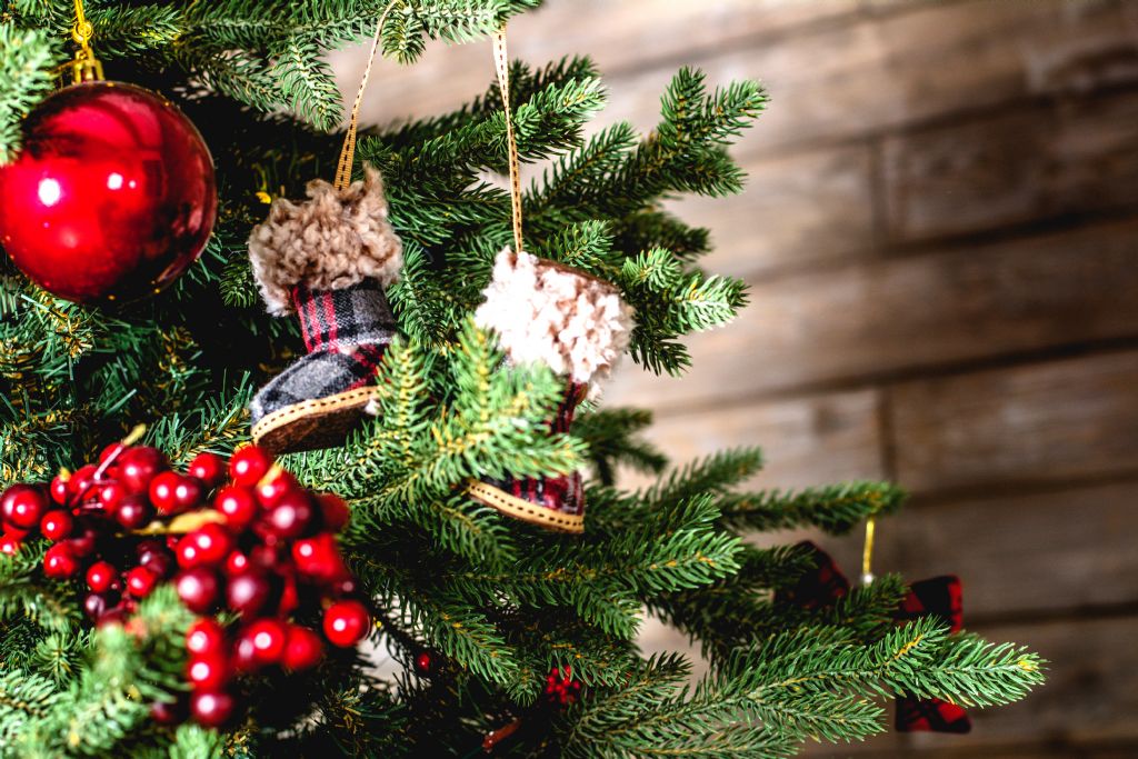 2019 Sustainable Christmas Tree Scheme Launched