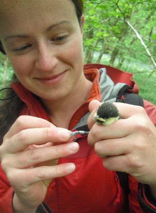 Bird Ringing Demonstration in Slieve Gullion