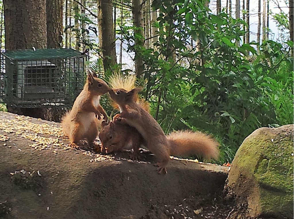 marie mccarten squirrels kissing.PNG