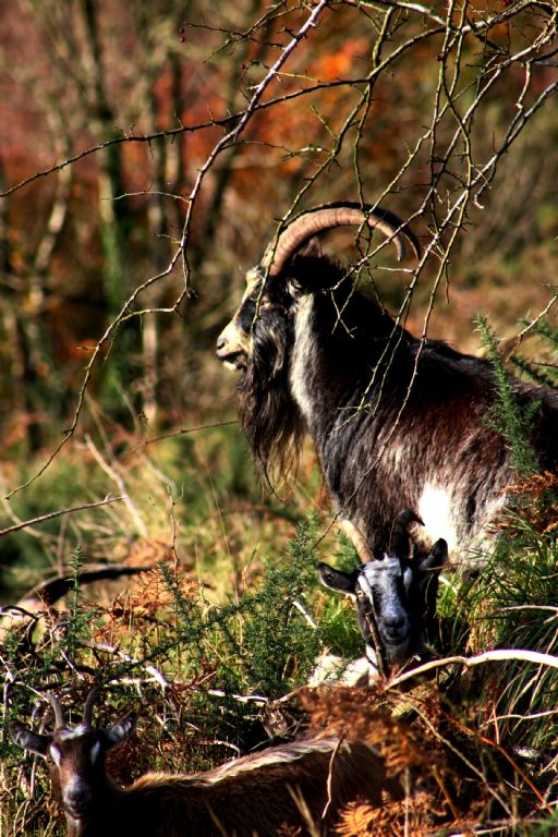 old-irish-goat 1