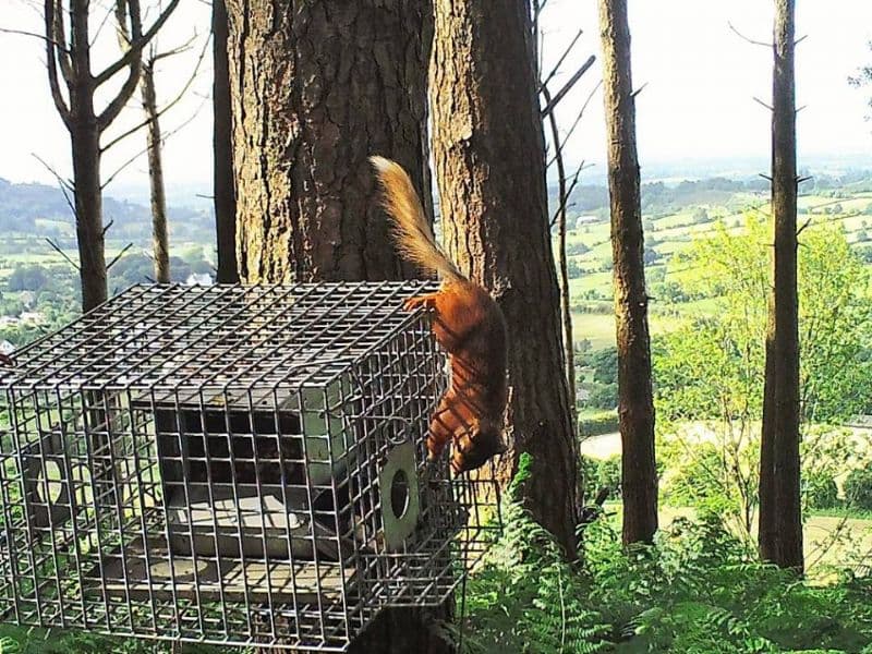 On the Look Out for Red Squirrels in Slieve Gullion