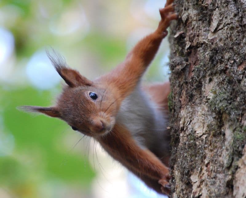 Slow down: give our red squirrels a ‘brake’