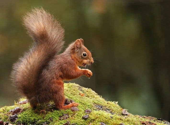 Red Squirrel Fun and Games at Slieve Gullion