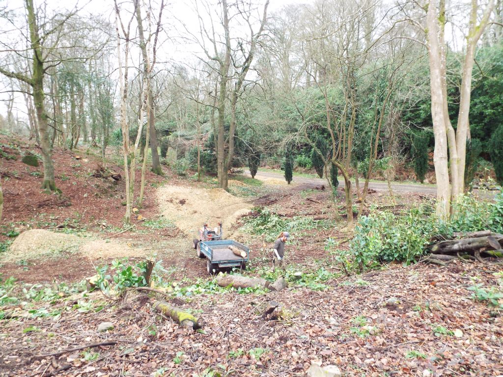 Removal of Invasive Woodland Species Commences at Delamont Country Park